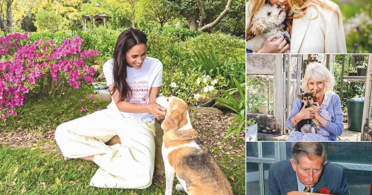 Royals vinden onvoorwaardelijke steun en troost bij hun dieren